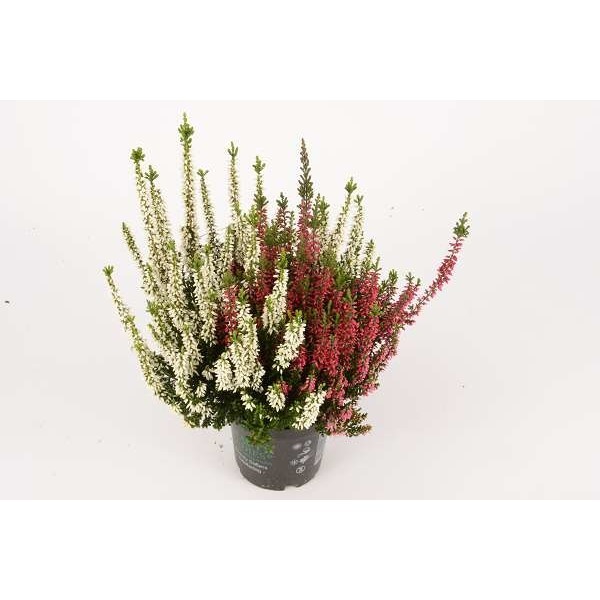 Picture of CALLUNA VULGARIS BEAUTY LADIES TWINS