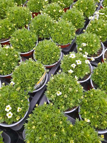 Picture of Saxifraga touran lime