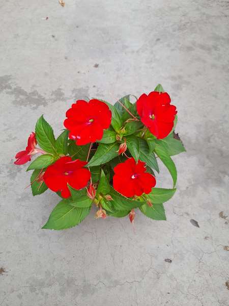 Picture of IMPATIENS SUNPATIENS COMPACT RED
