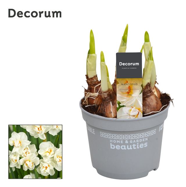 Picture of NARCISSUS ABBA