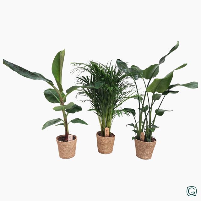Picture of Foliage mix 'green is' in basket