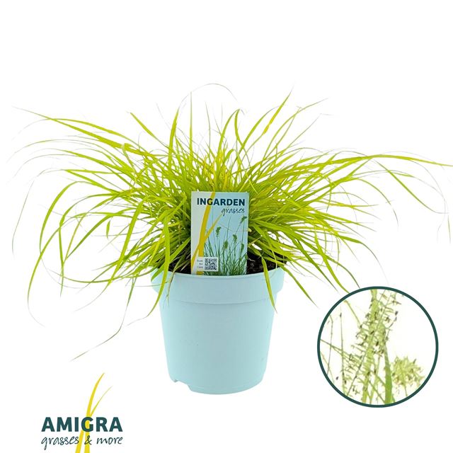 Picture of Pennisetum alopecuroides hameln gold