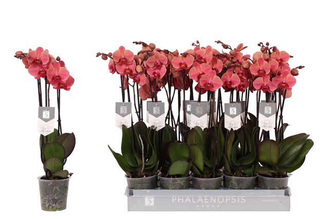 Picture of PHALAENOPSIS 03-STEM NARBONNE
