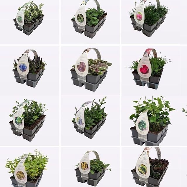 Picture of Ground cover mix 06-pack