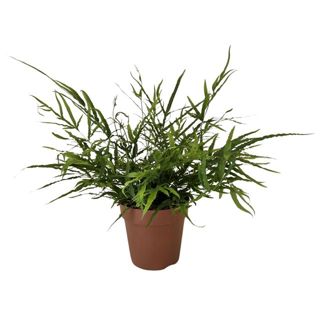 Picture of Pteris serrulata