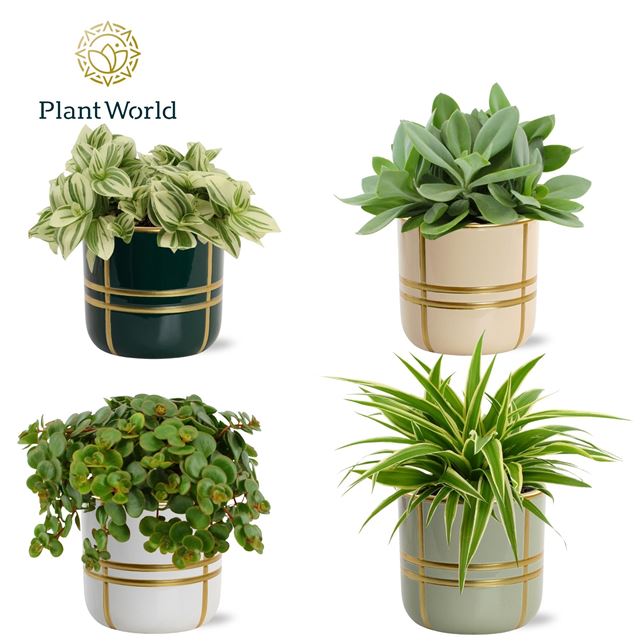 Picture of Foliage mix in ceramic