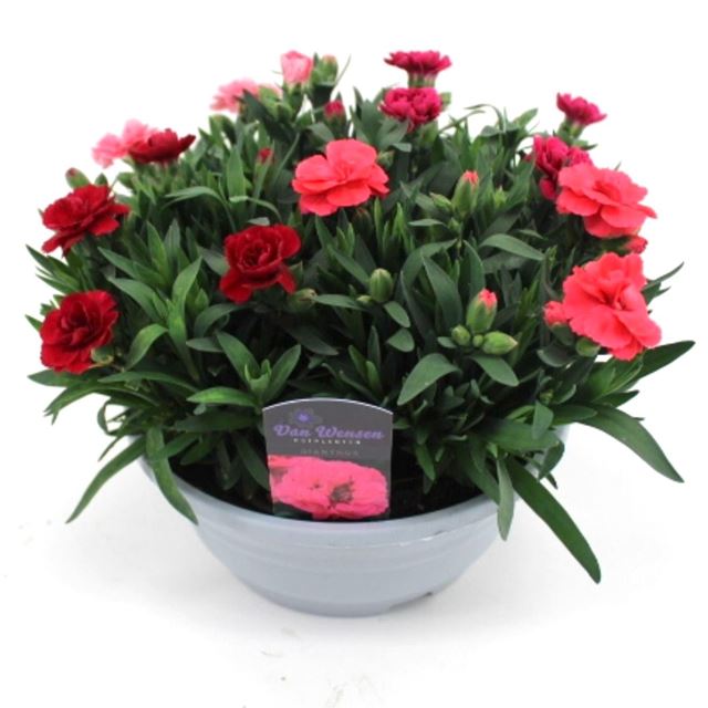 Picture of Dianthus oscar quattro mix