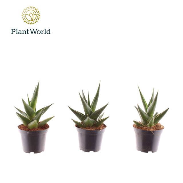 Picture of Sansevieria maik