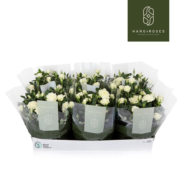 Picture of Rose KORDANA WHITE IN BOWL