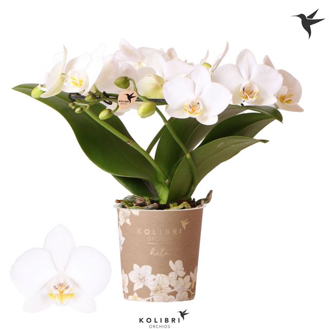 Picture of Phalaenopsis 03-stem halo white