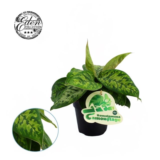 Picture of Homalomena wallisii camouflage