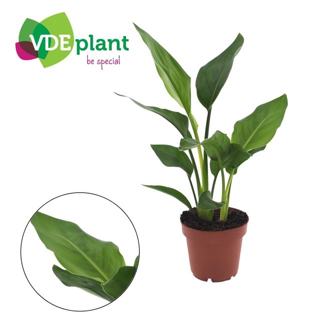 Picture of Strelitzia reginae