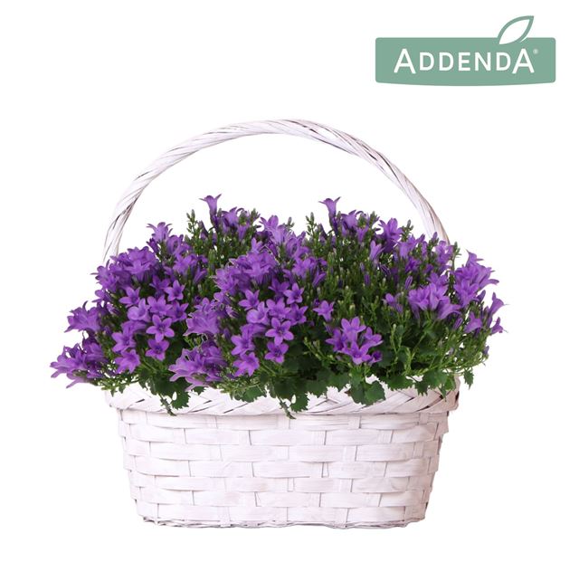 Picture of Campanula intens purple basket