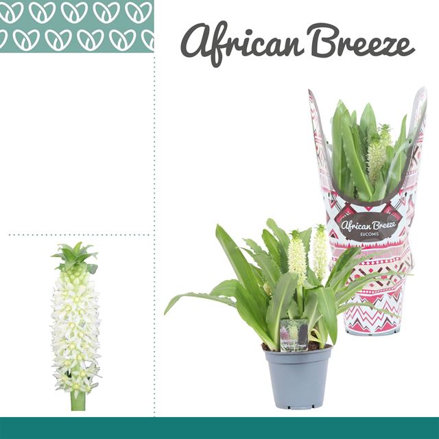 Picture of Eucomis maili white