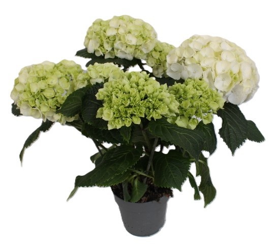 Picture of Hydrangea macrophylla 05 07-fl white