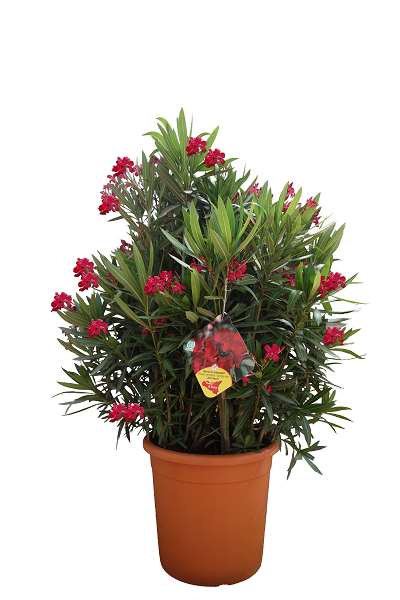 Picture of NERIUM OLEANDER 40CM POT DECO