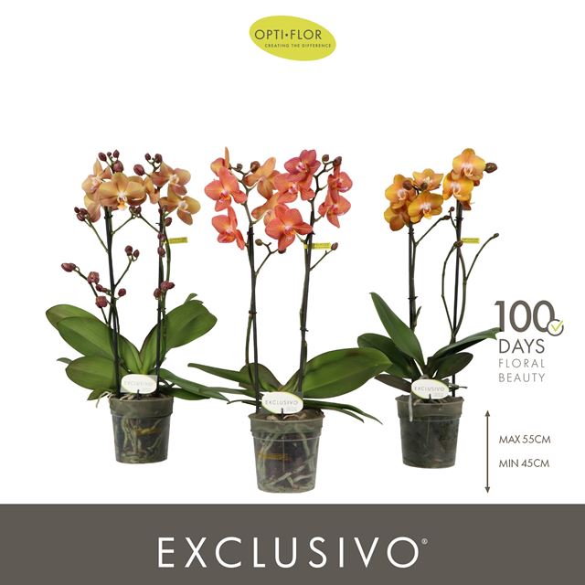 Picture of Phalaenopsis 02-stem exclusivo gold colours