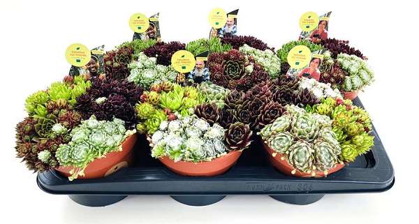 Picture of Sempervivum quatro
