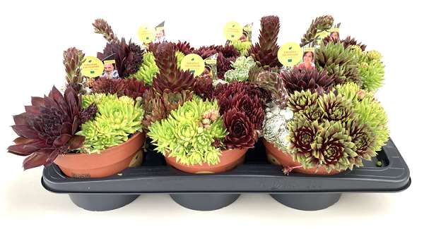Picture of SEMPERVIVUM QUATRO
