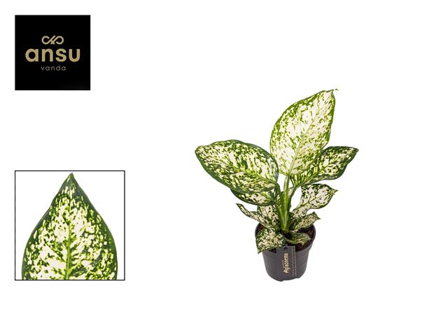 Picture of AGLAONEMA IVORY JADE