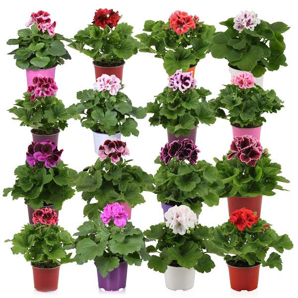 Picture of Pelargonium grandiflorum mix