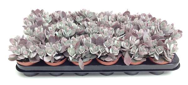 Picture of Kalanchoe pumila