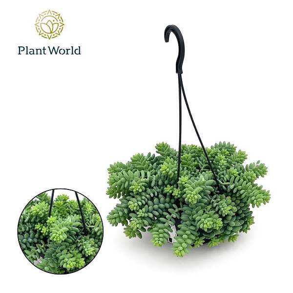 Picture of Sedum burrito in hanging basket