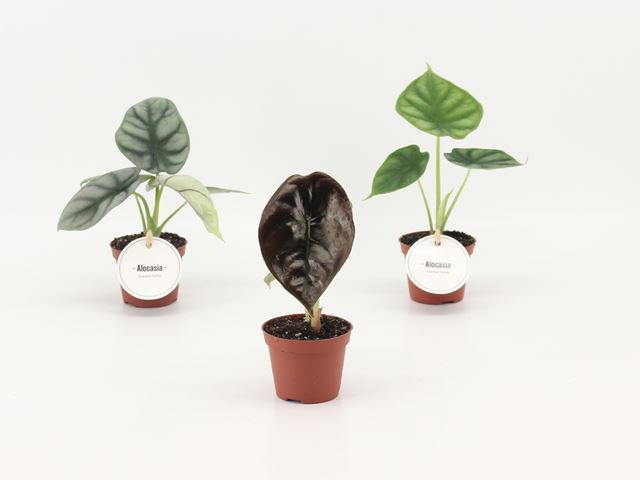 Picture of Alocasia mix