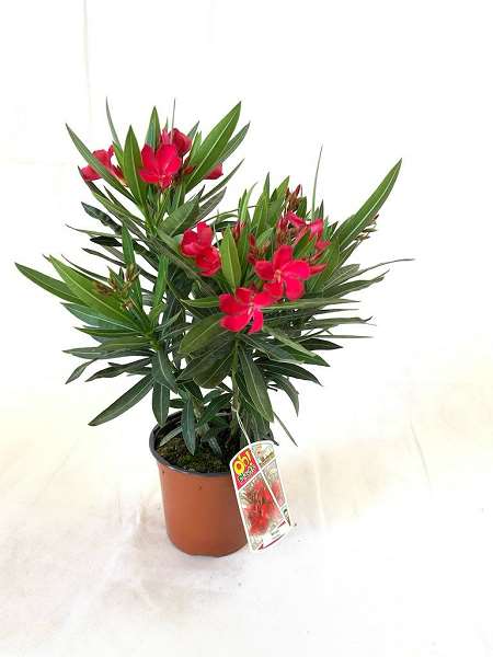 Picture of NERIUM OLEANDER TOUFFE C1,8L