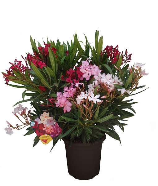 Picture of NERIUM OLEANDER CARNAVAL 22CM