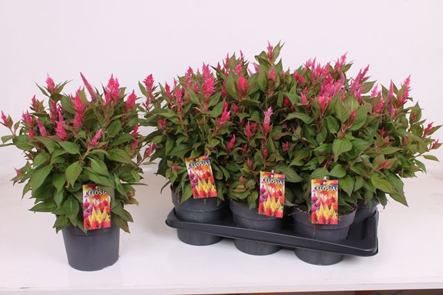 Picture of Celosia kelos fire pink