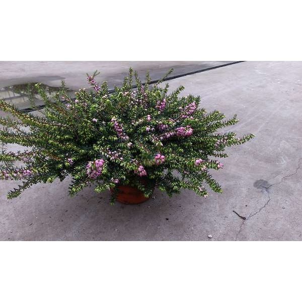 Picture of ERICA DARLEYENSIS MIX