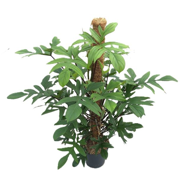 Picture of Philodendron pedatum mosspole