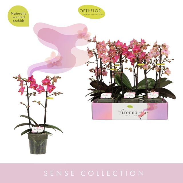Picture of PHALAENOPSIS 02-STEM AROMIO MIX