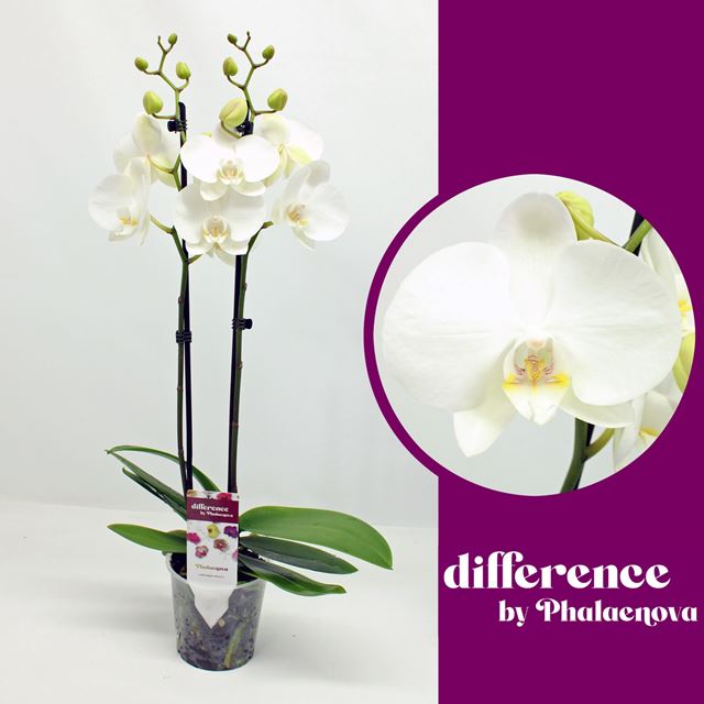 Picture of PHALAENOPSIS 02-STEM IZZY