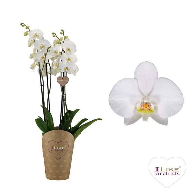 Picture of PHALAENOPSIS 04-STEM DUETTO WHITE