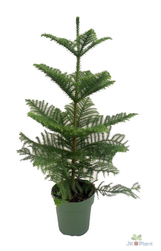 Picture of ARAUCARIA HETEROPHYLLA