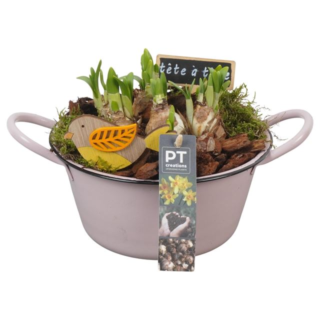 Picture of Narcisssus arrangement