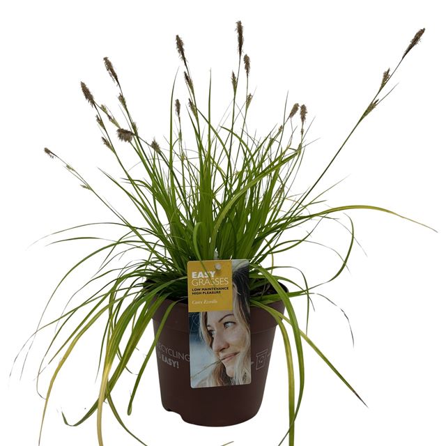Picture of Carex oshimensis everillo