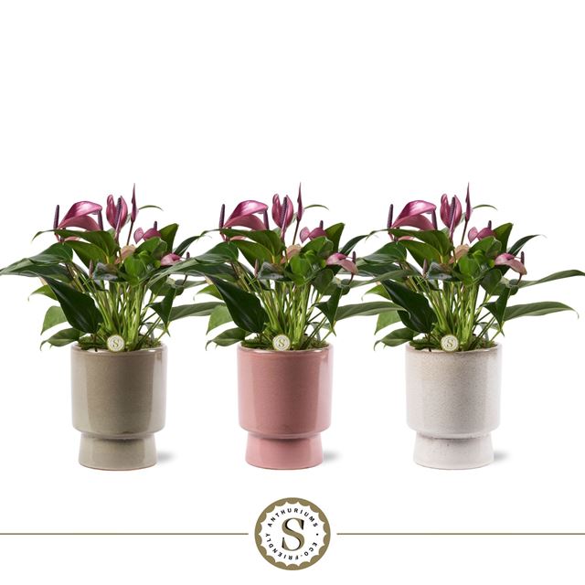 Picture of Anthurium zizou in ceramic toulouse