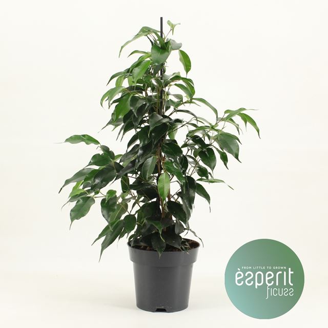 Picture of FICUS BENJAMINA DANIELLE