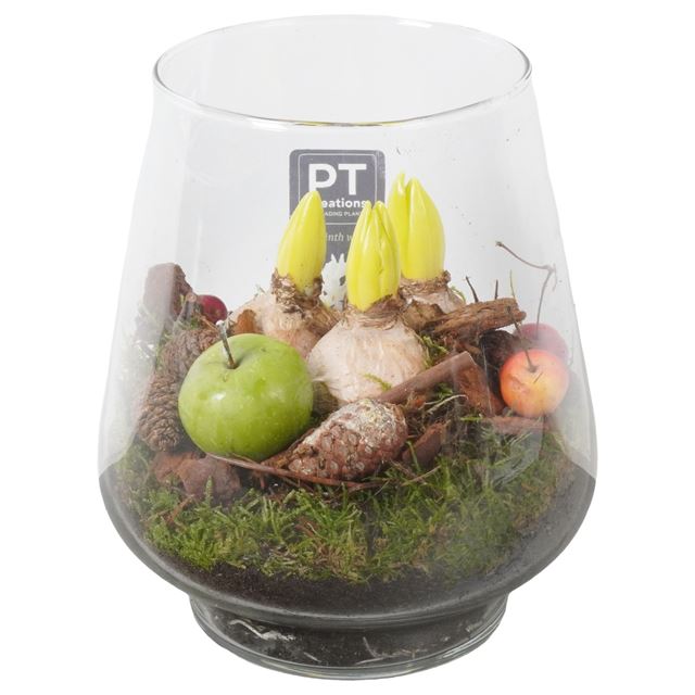 Picture of HYACINTHUS 03BULBS GLASS VASE