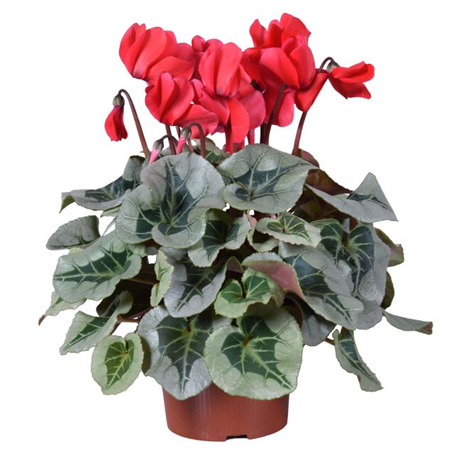 Picture of CYCLAMEN METALIS RED