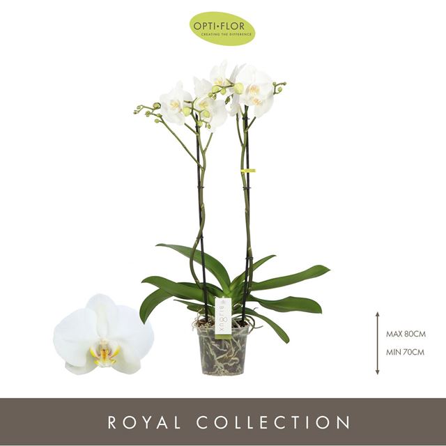 Picture of Phalaenopsis 02-stem bijoux crystal