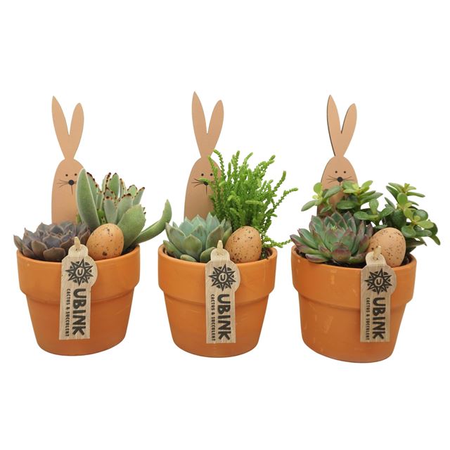 Picture of Easter arrangement 02pp in terracotta pot