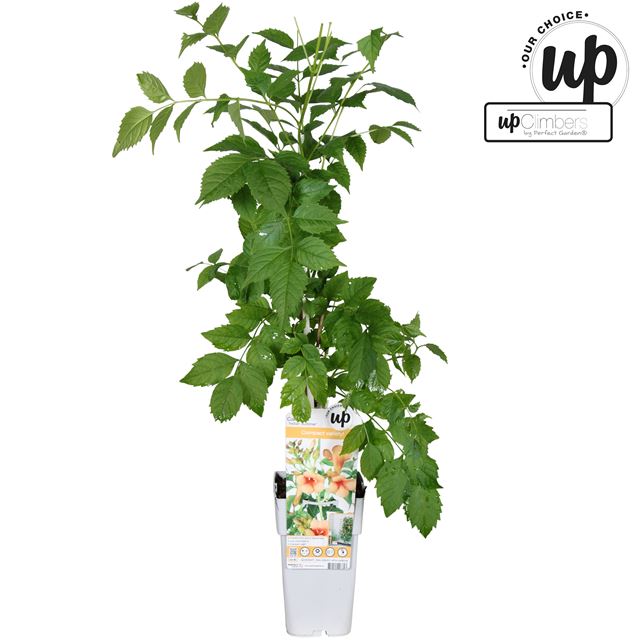 Picture of Campsis tagliabuana indian summer