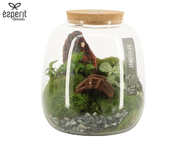 Picture of Terrarium landscape