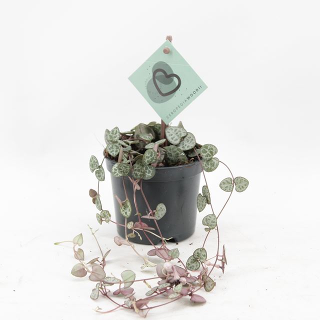 Picture of CEROPEGIA WOODII
