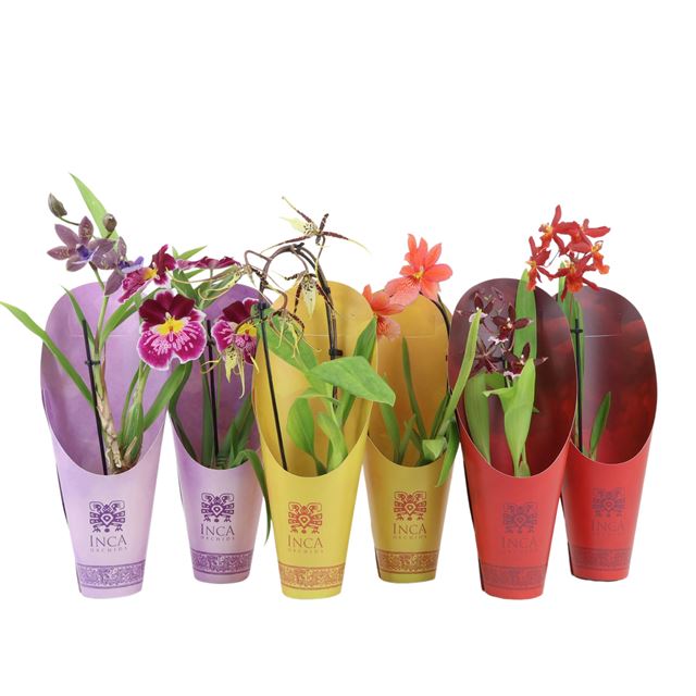 Picture of ORCHIDEE 01-STEM INCA RAINBOW MIX IN LUXE CONE
