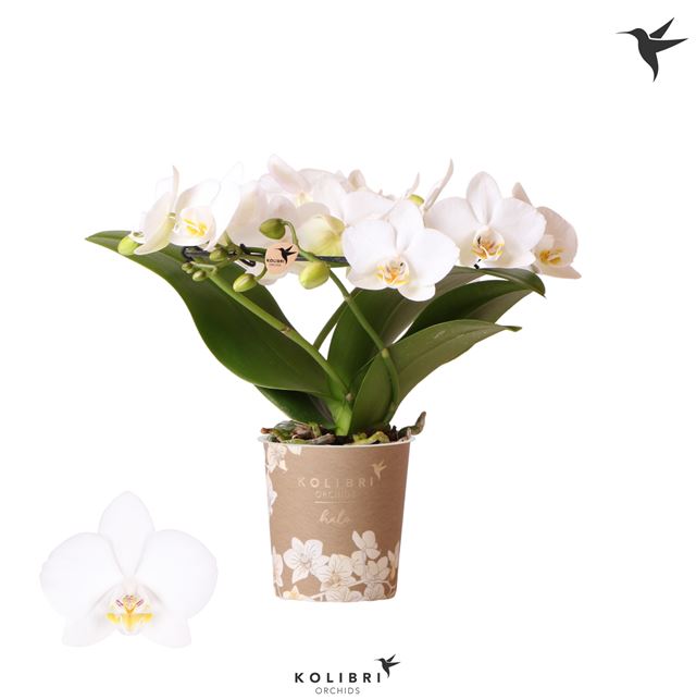 Picture of PHALAENOPSIS 03-STEM HALO WHITE